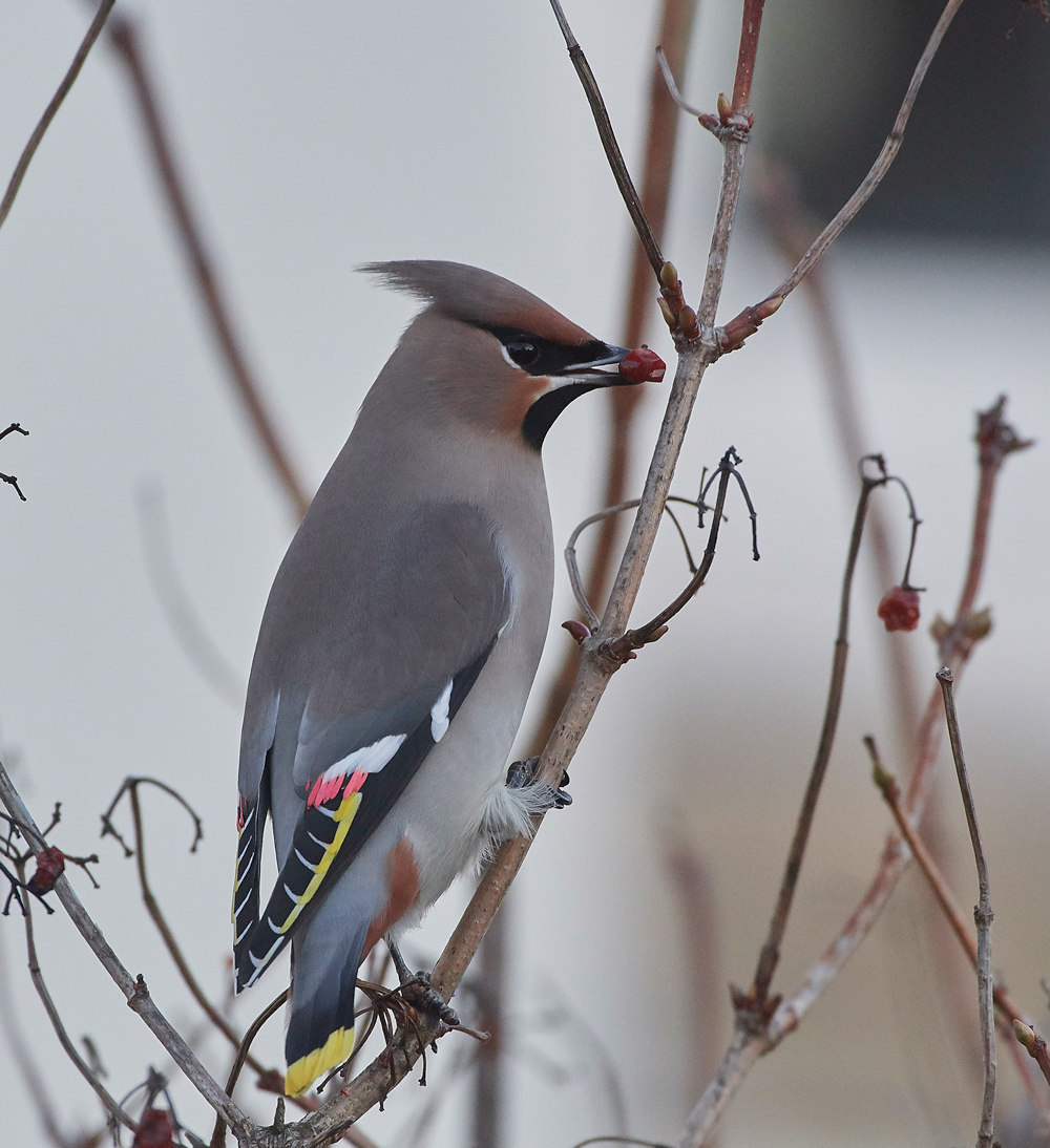 Waxwing170118-3