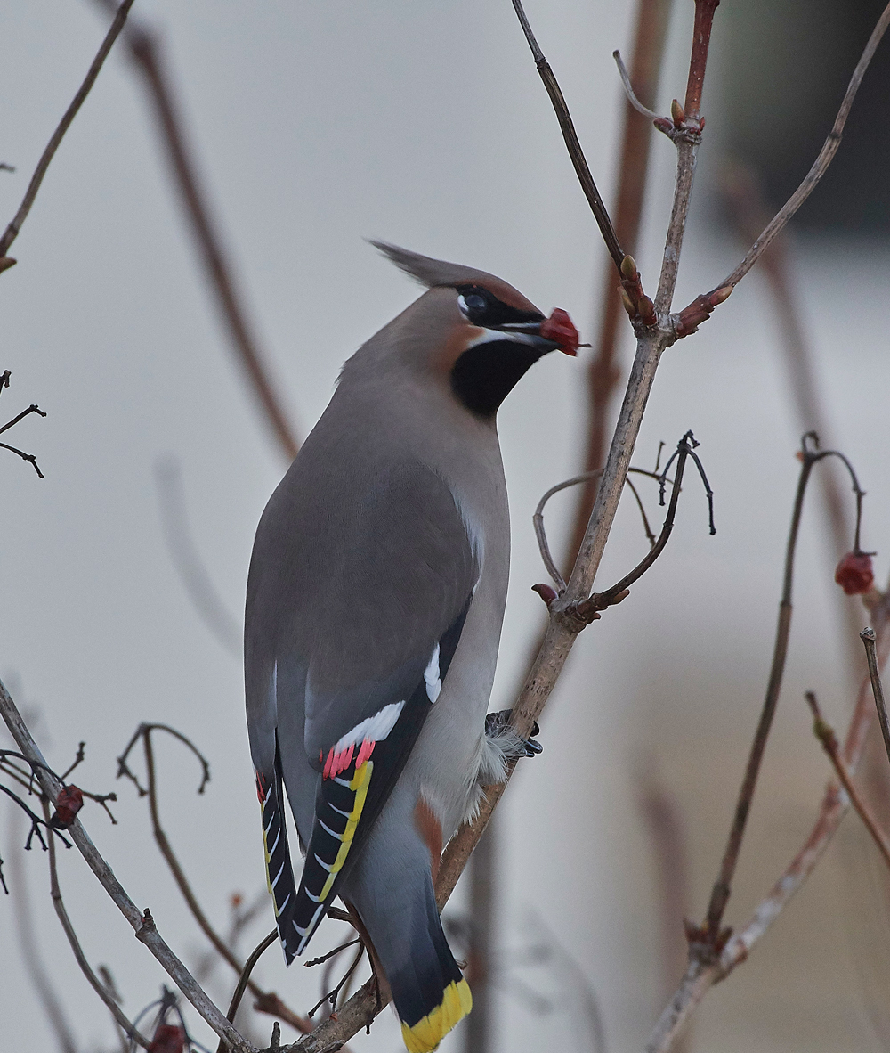 Waxwing170118-4