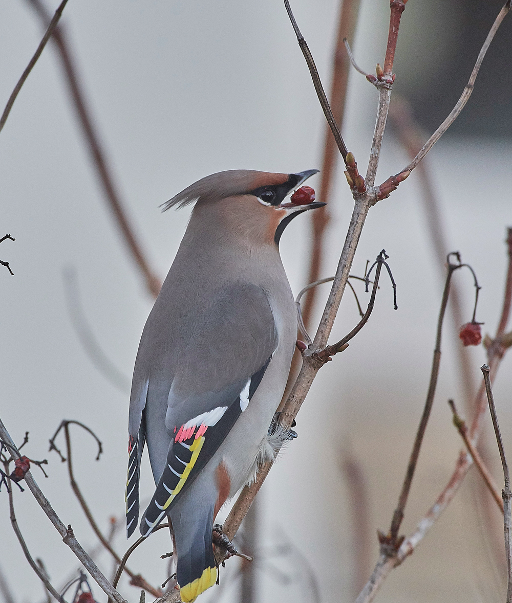 Waxwing170118-5