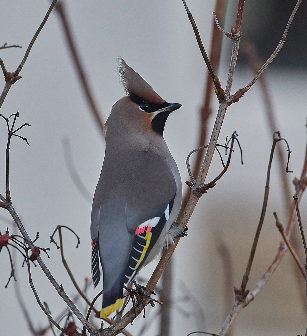 Waxwing170118-6