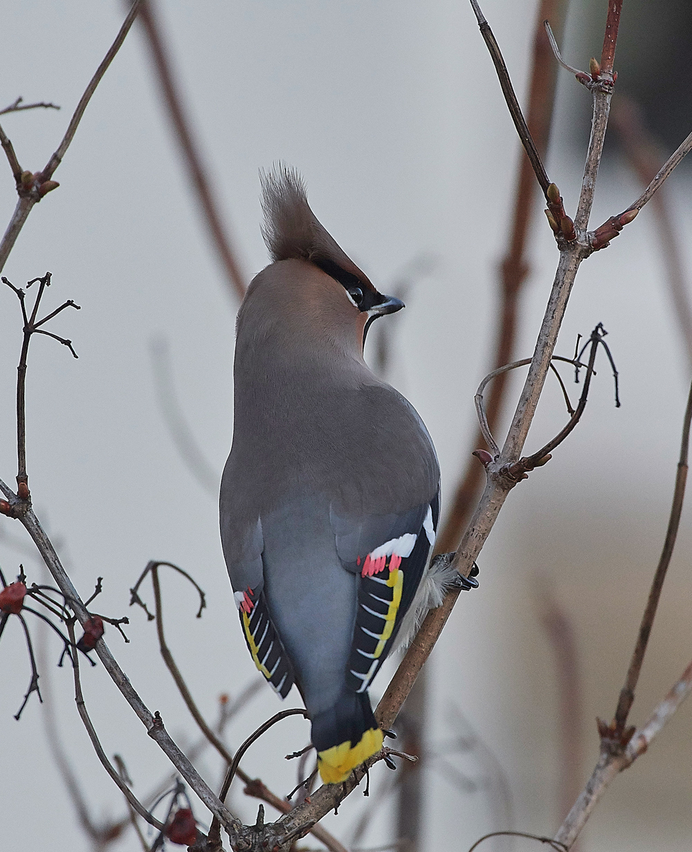 Waxwing170118-7