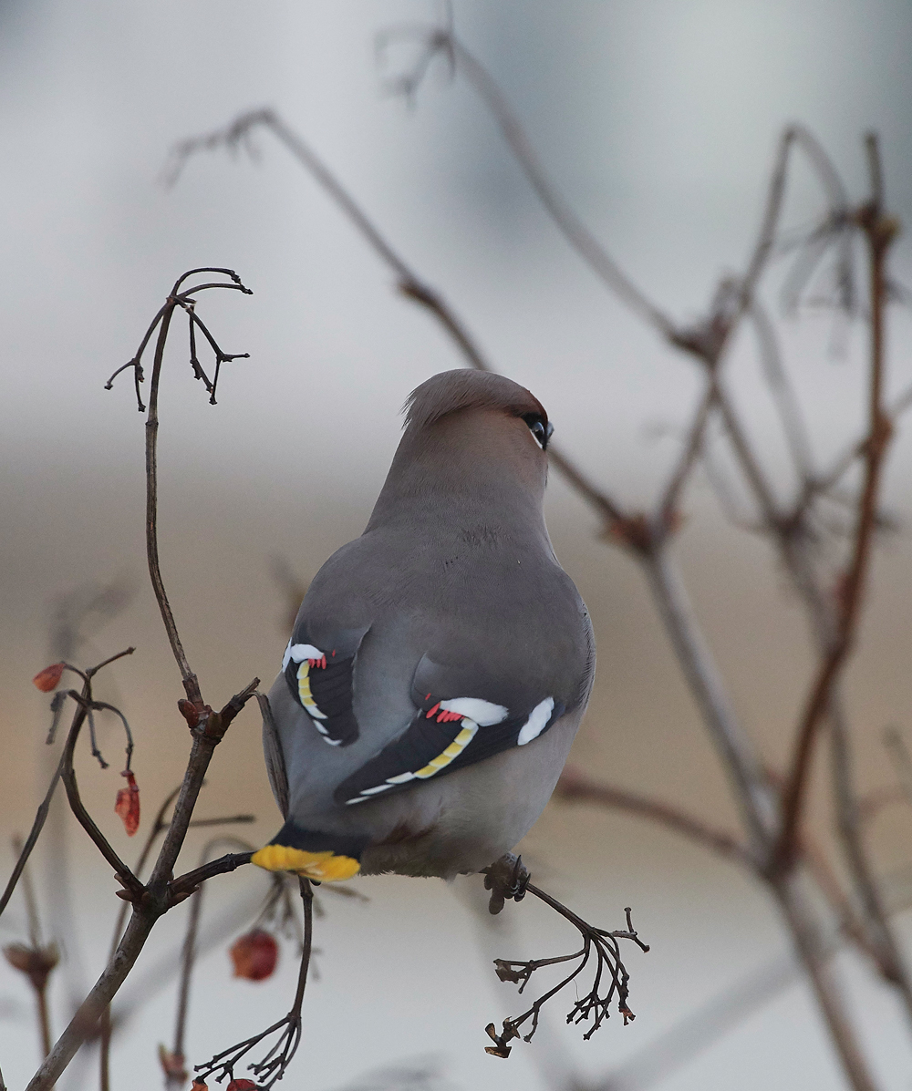 Waxwing170118-8