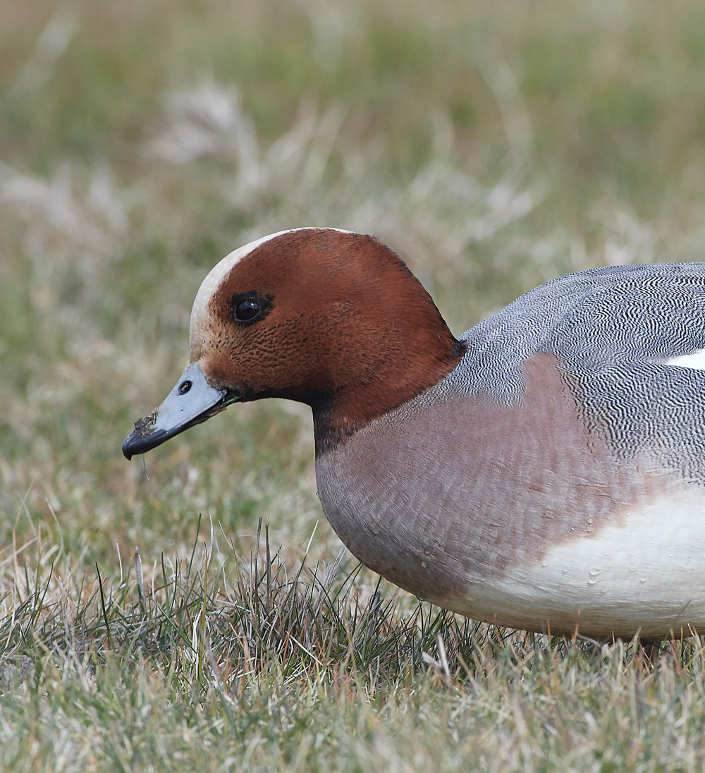 Wigeon290318-1