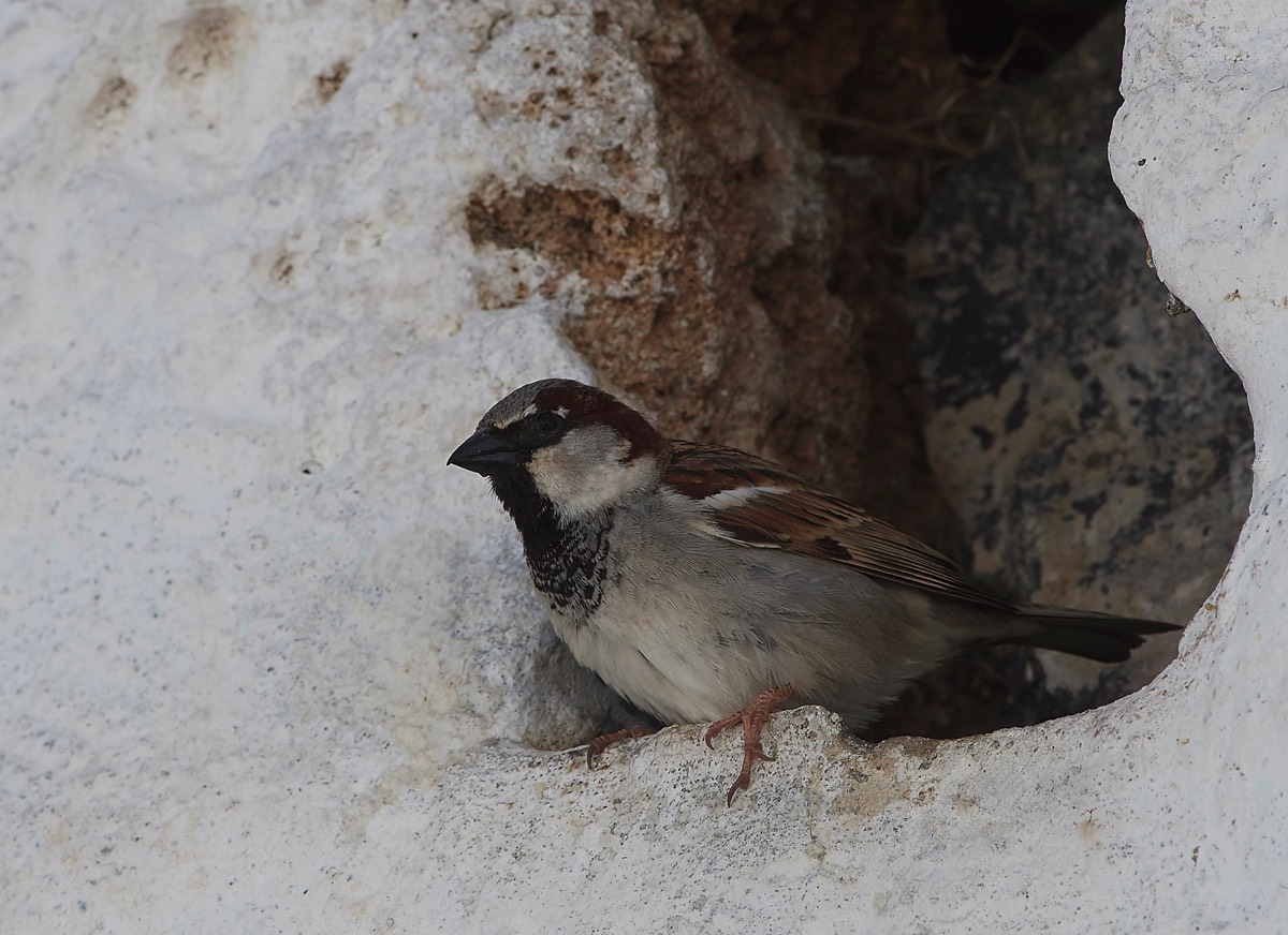 House Sparrow Lindos - Rhodes 04/18