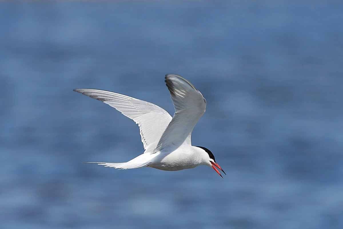 Common Tern - Rye Harbour 18/05/18