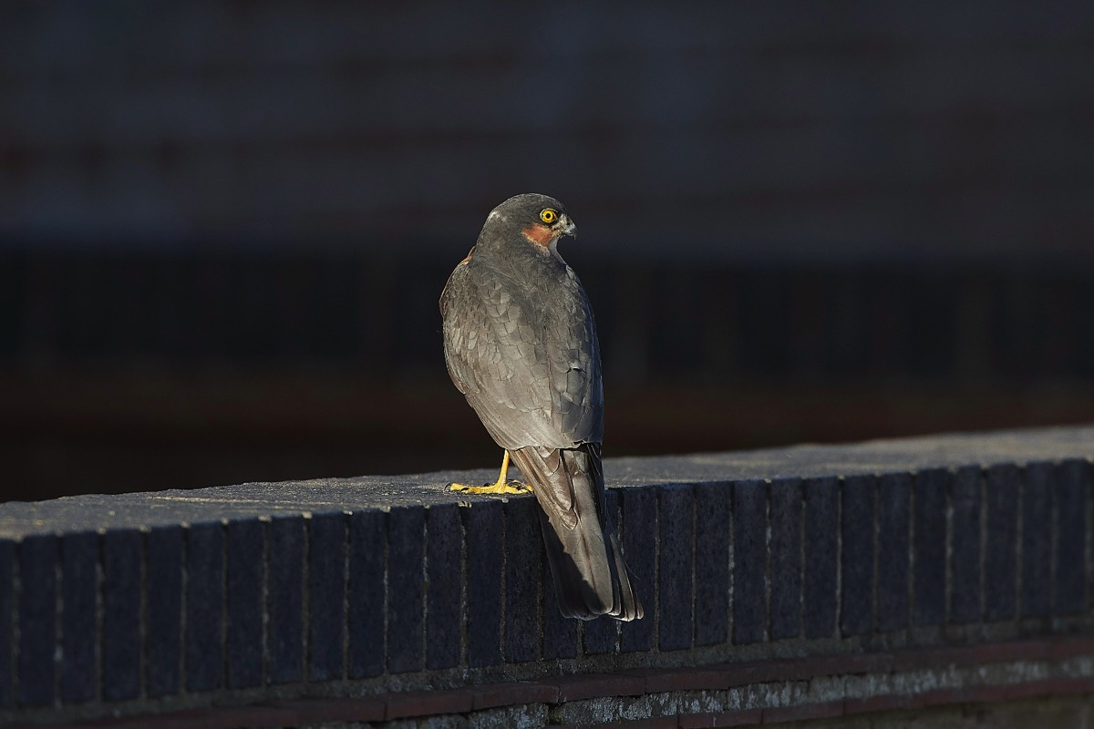 Sparrowhawk- Sheringham 20/11/18