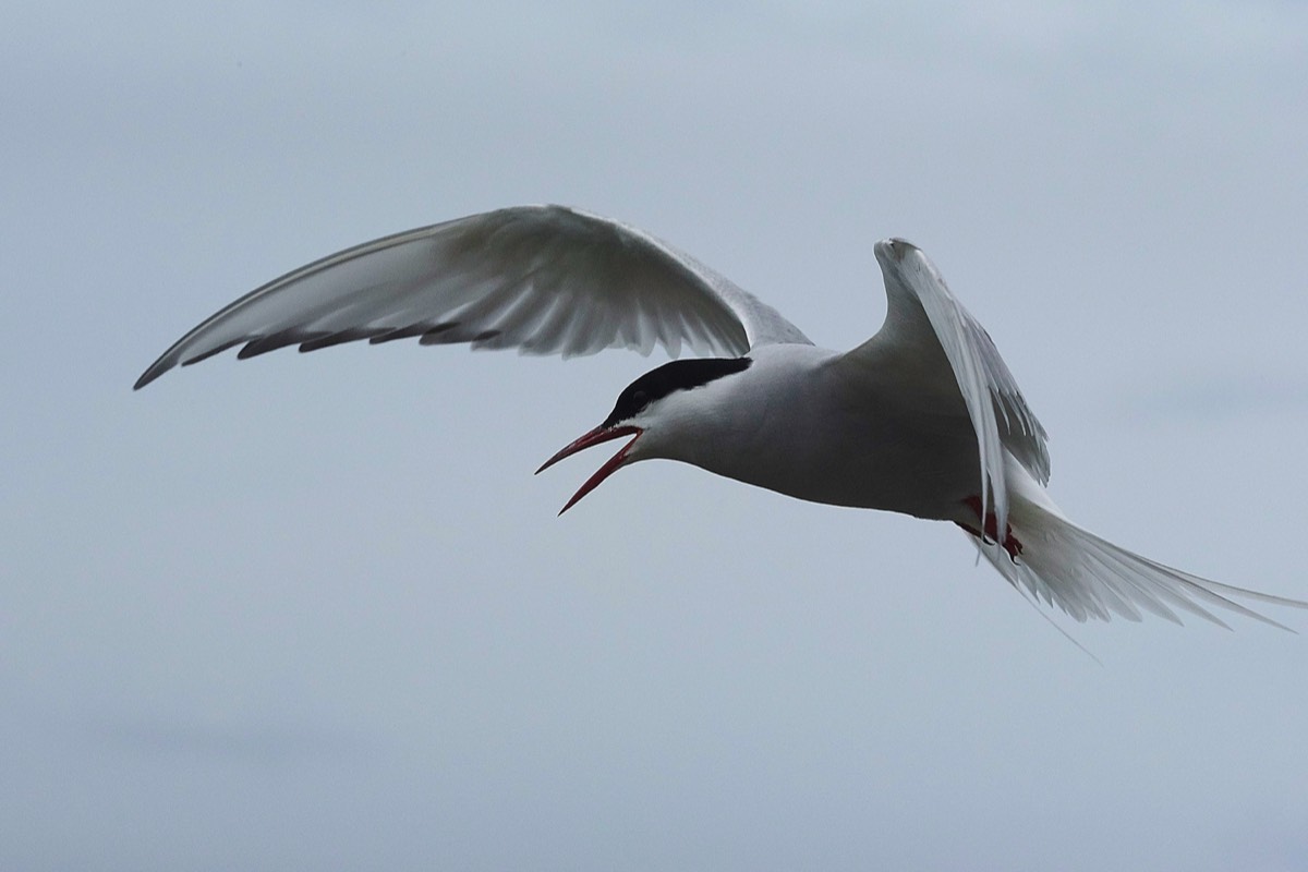 Arctic Tern - Inner Farne 13/07/18