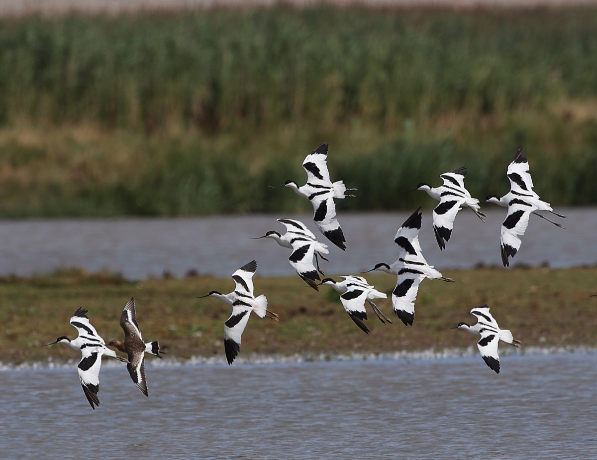 Avocets - Cley 17/08/18