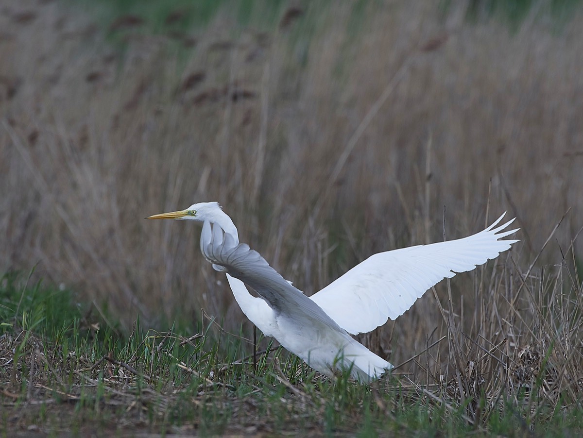 Great White Egret - Cley 25/04/18