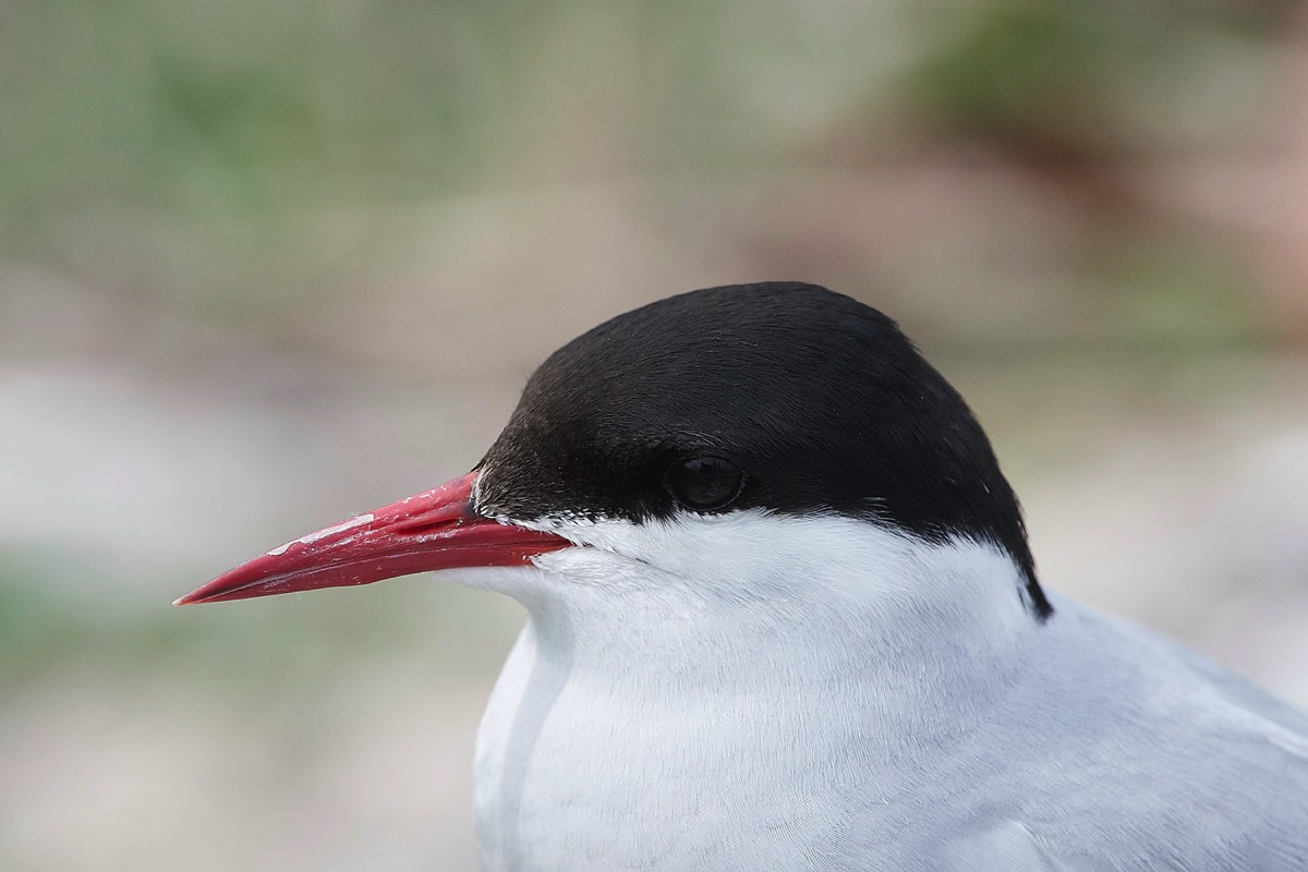 Arctic Tern - Inner Farne 13/07/18