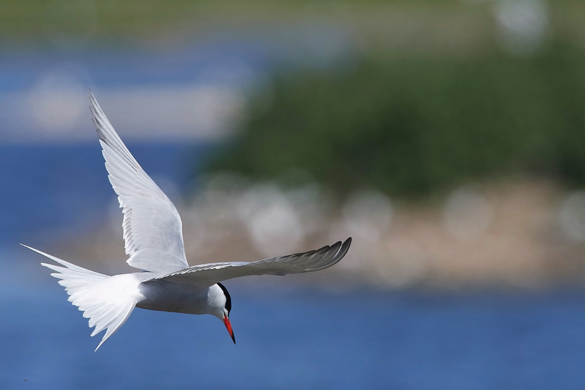 Common Tern - Rye Harbour 18/05/18