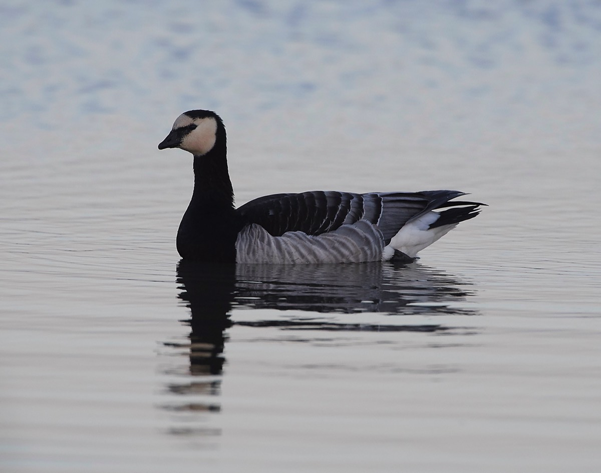 Barnacle Goose - Cley 23/10/18
