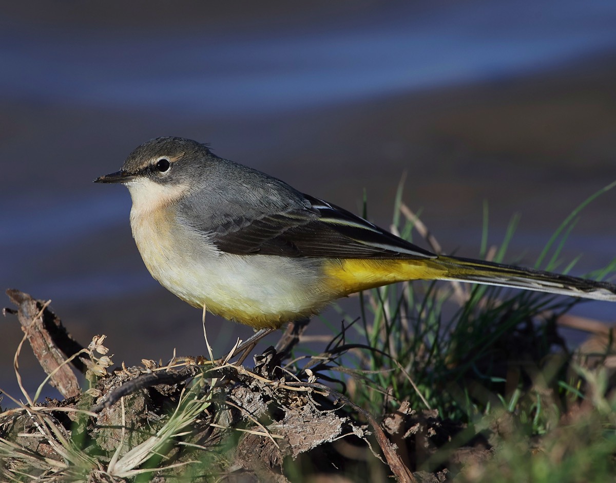 Grey Wagtail - Cley 24/09/18