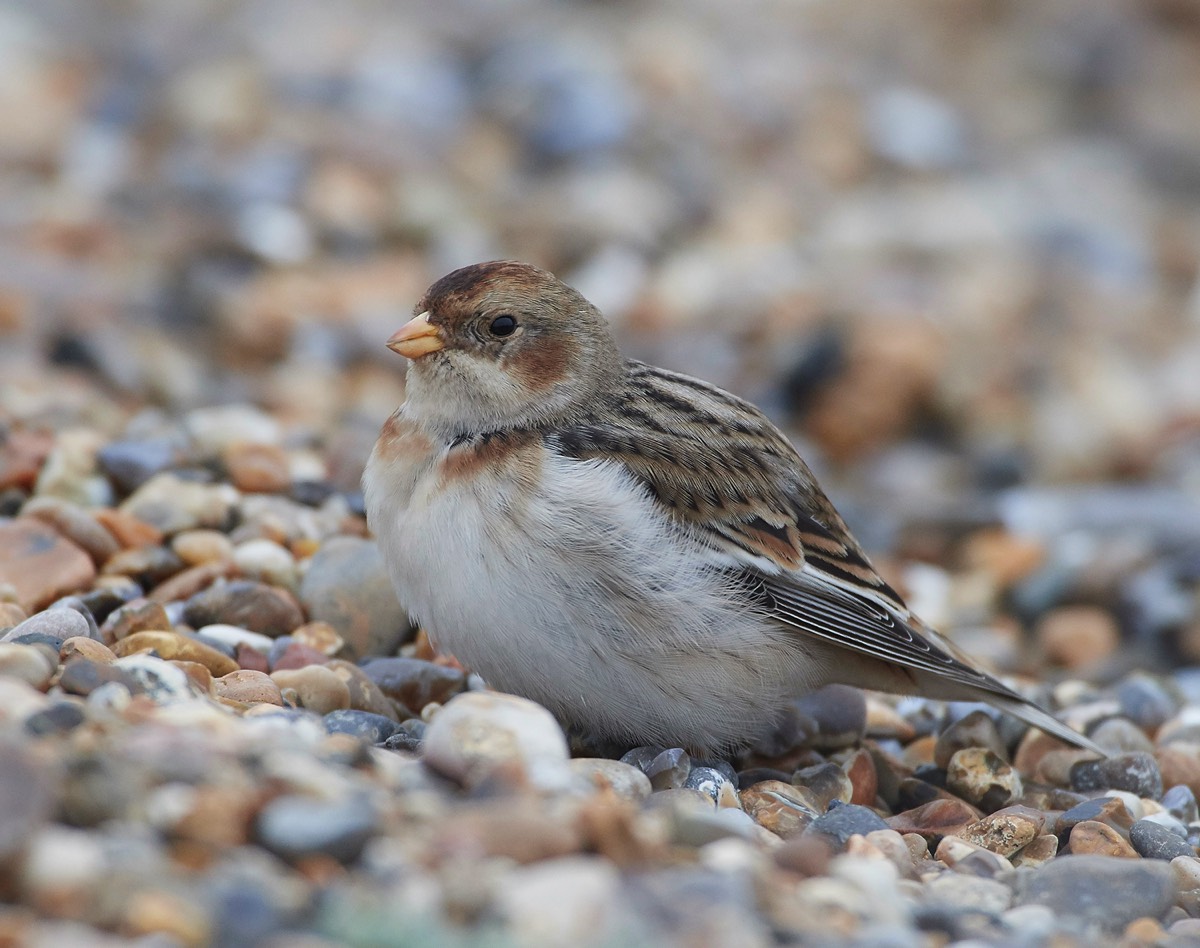 Snow Bunting - Cley 20/01/18