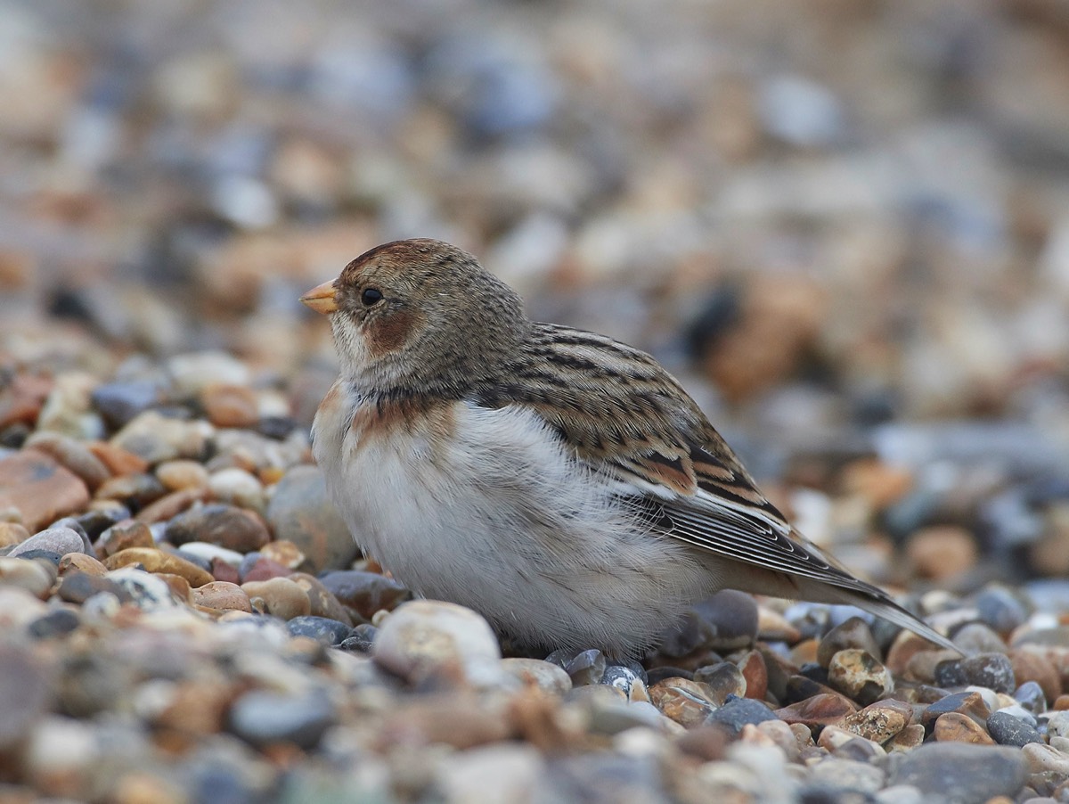 Snow Bunting - Cley 20/01/18