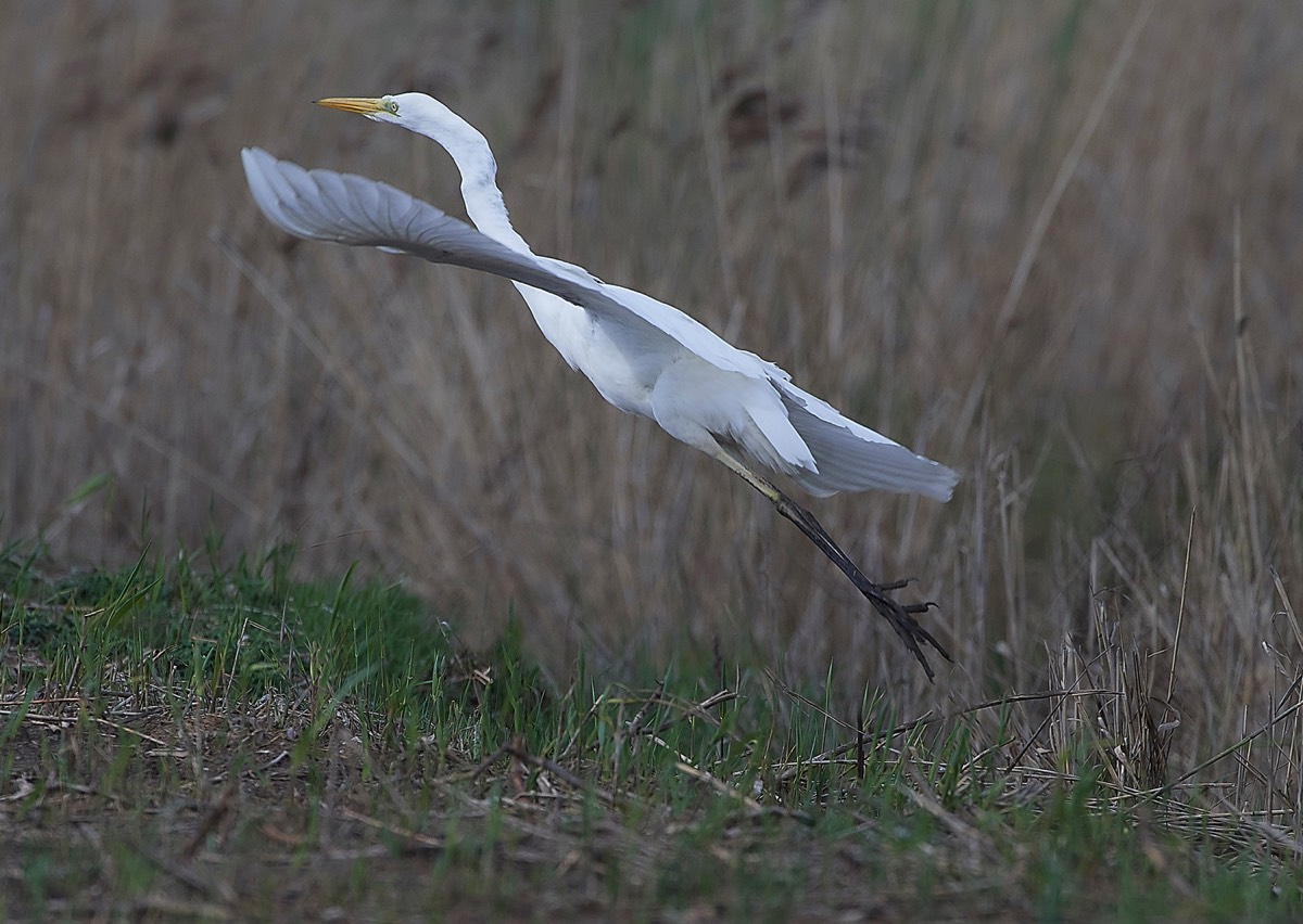 Great White Egret - Cley 25/04/18