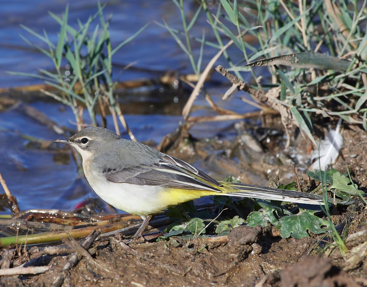 Grey Wagtail - Cley 24/09/18