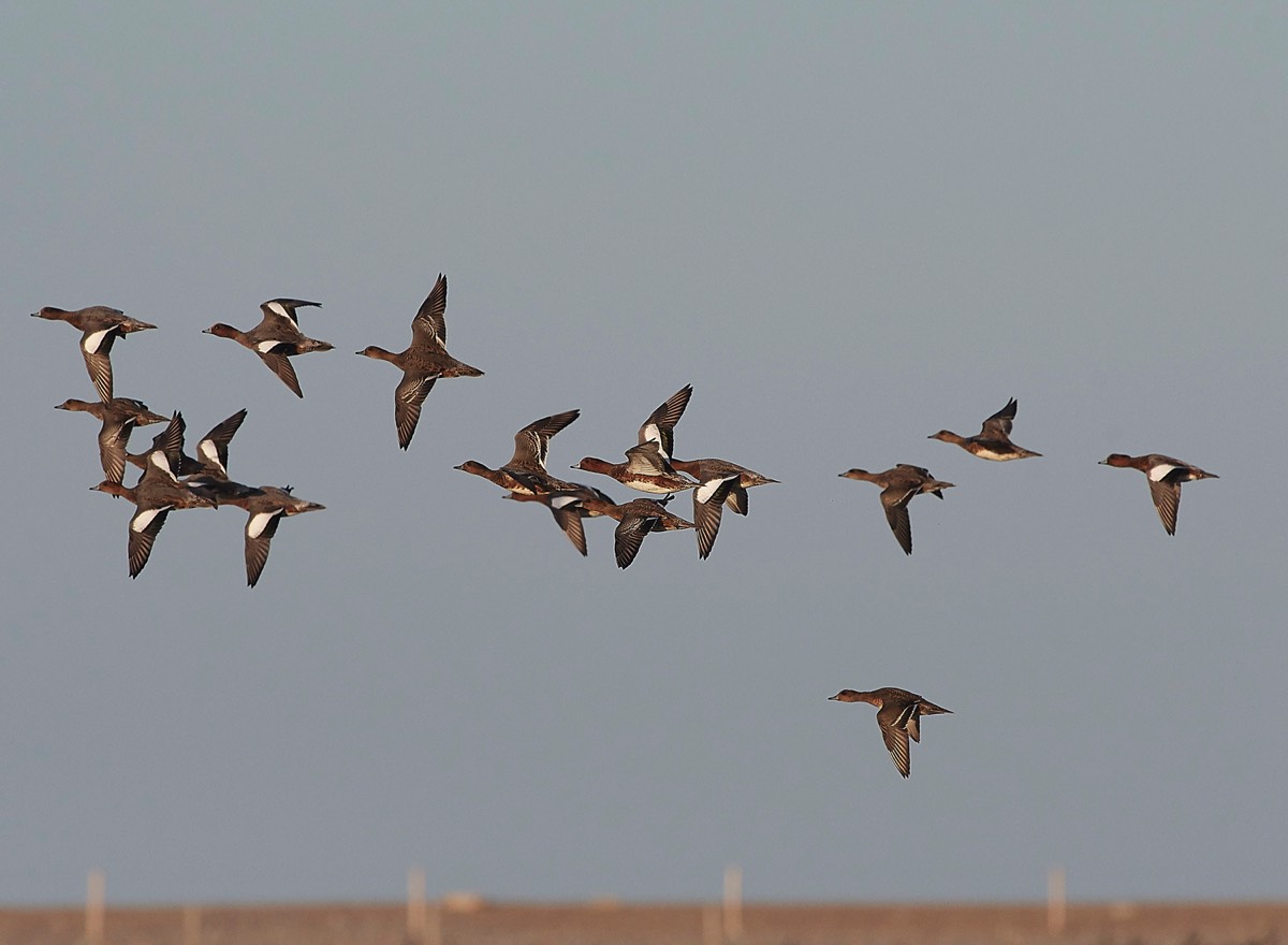 Wigeon - Cley 23/10/18