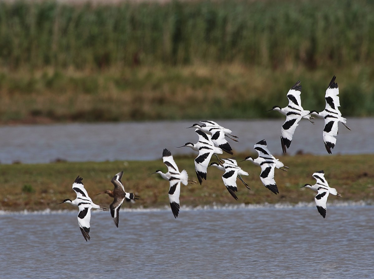 Avocets - Cley 17/08/18