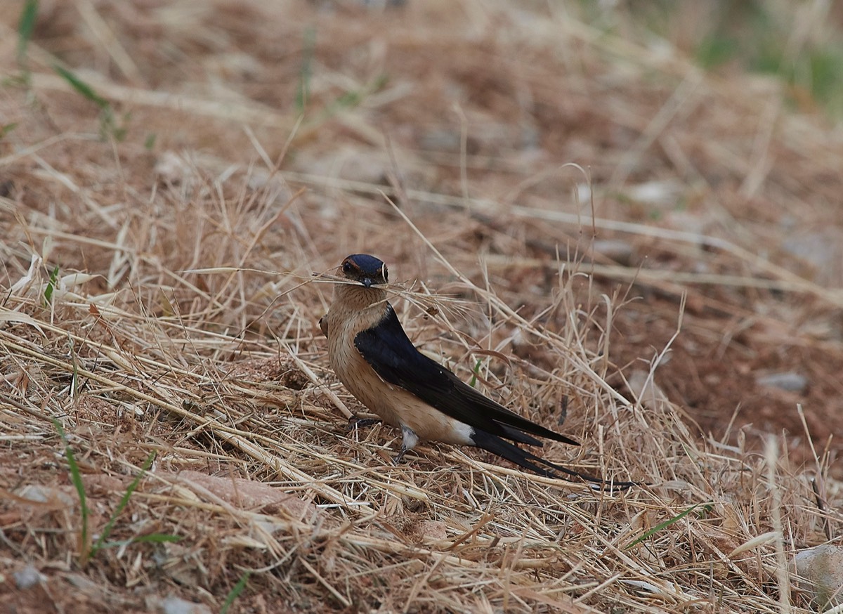 Red Rumped Swallow -  Lindos - Rhodes 04/18