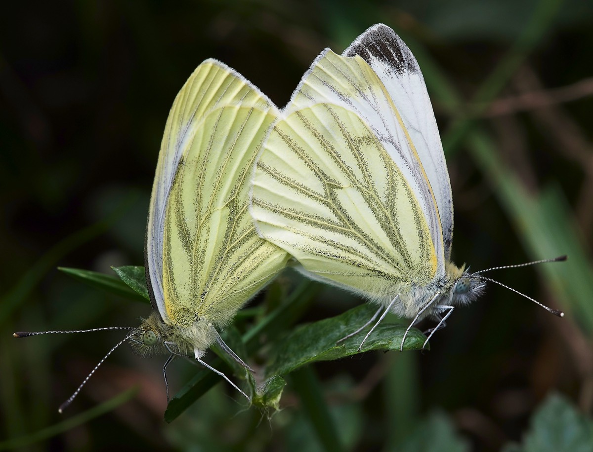 Green Veined White - Cley 27/08/18