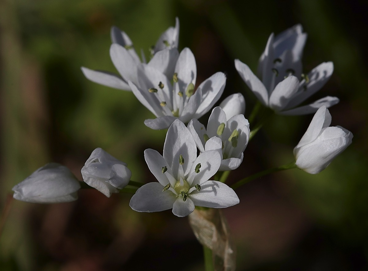 Allium neapolitanum - Salakos 04/18