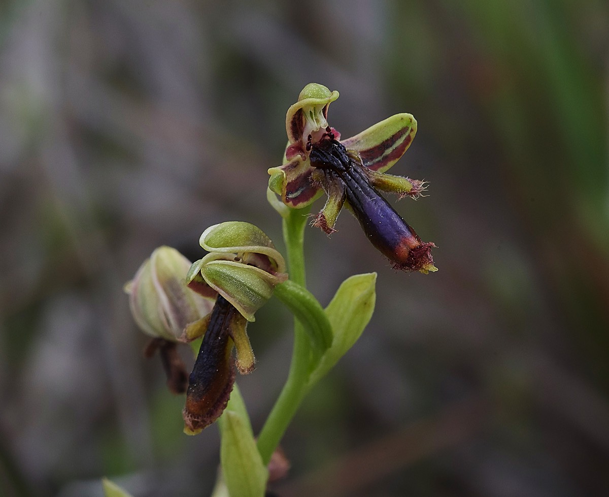 Ophrys Regis fernandii - Rhodes  04/18