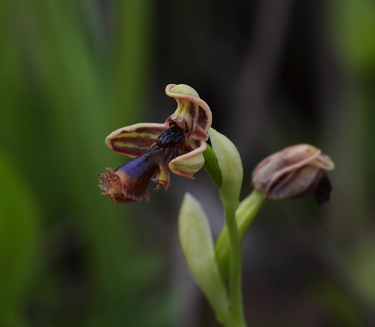 Ophrys Regis fernandii - Rhodes  04/18