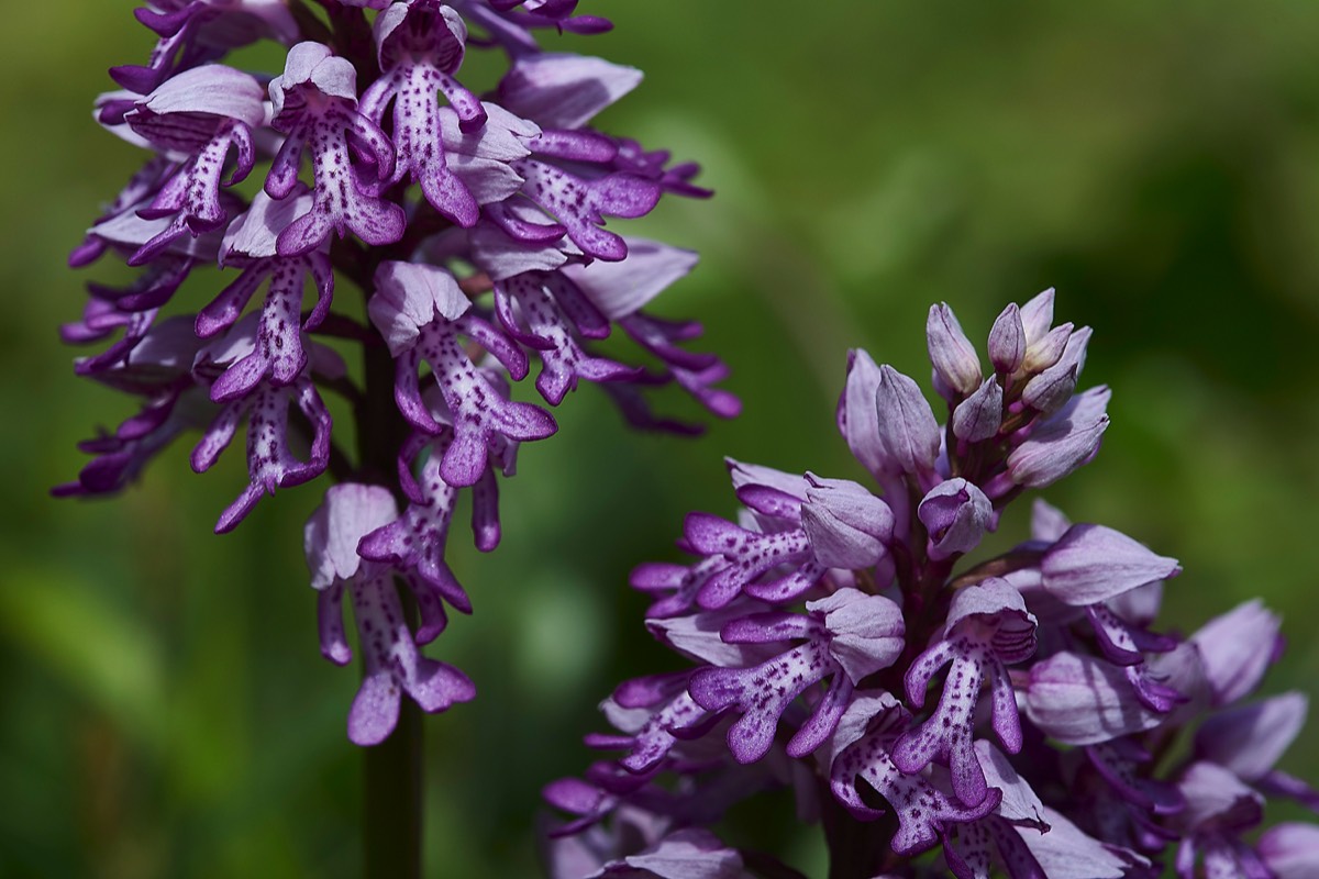 Military Orchid - Homefield Wood 18/05/18