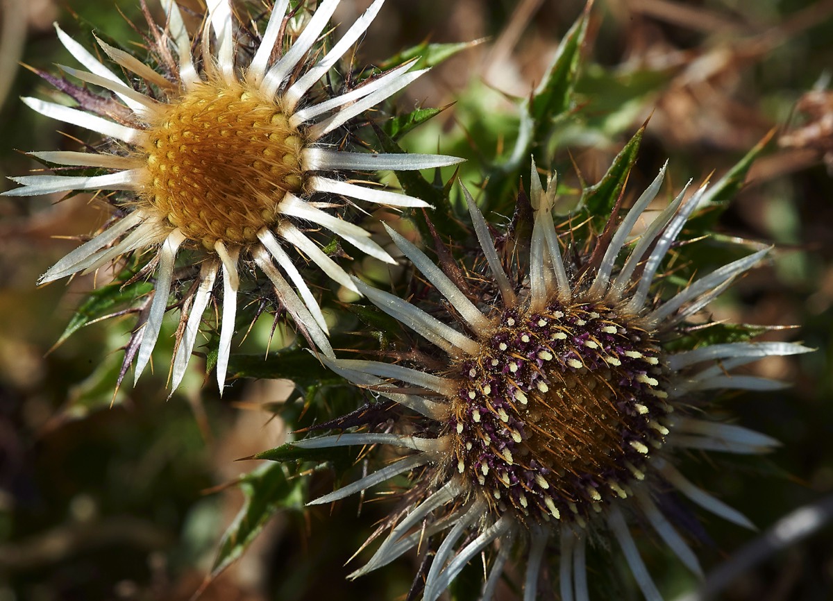 Carline Thistle - Levin Down - Sussex  25/07/18