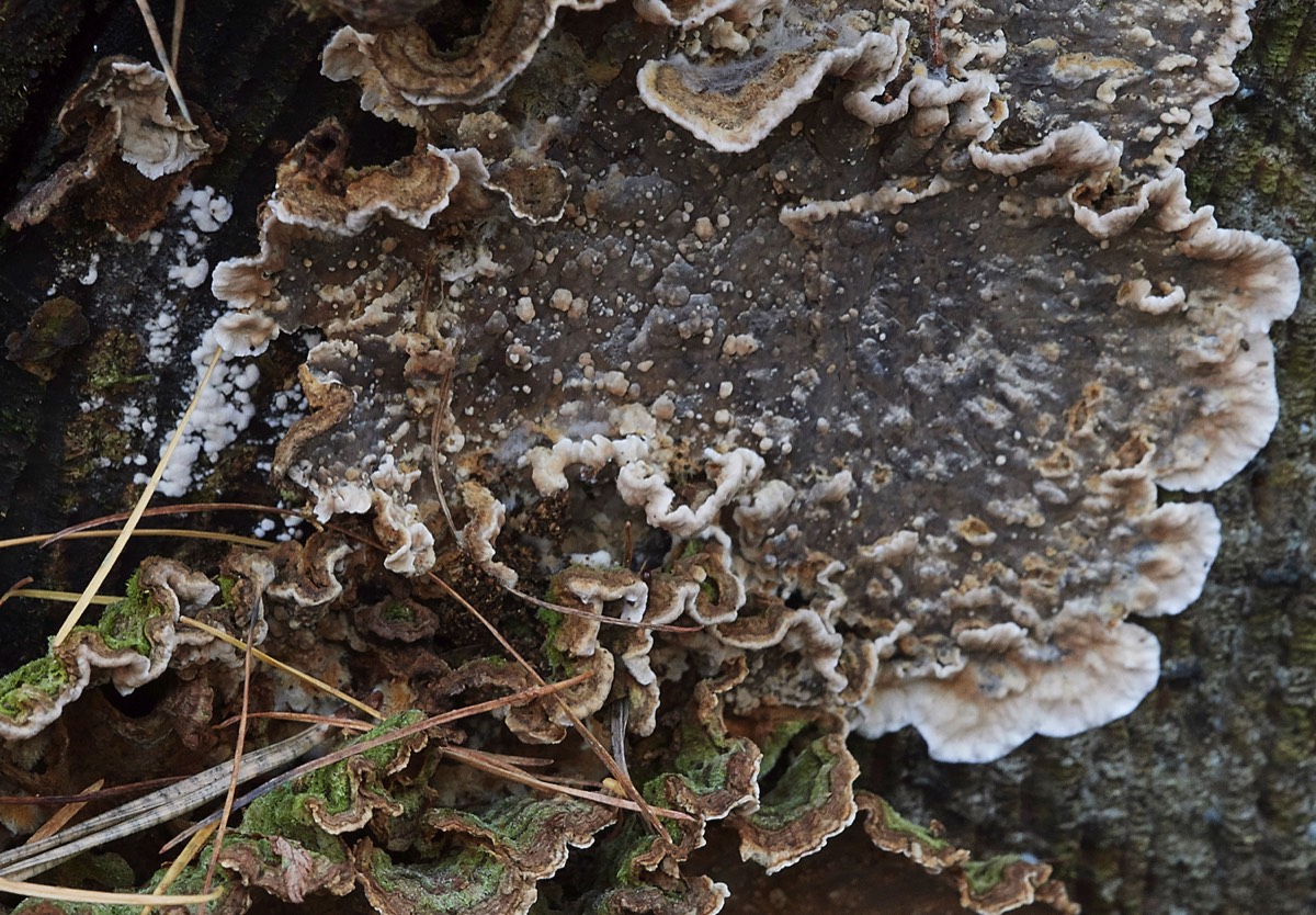 Fungi Sp - Guybon
