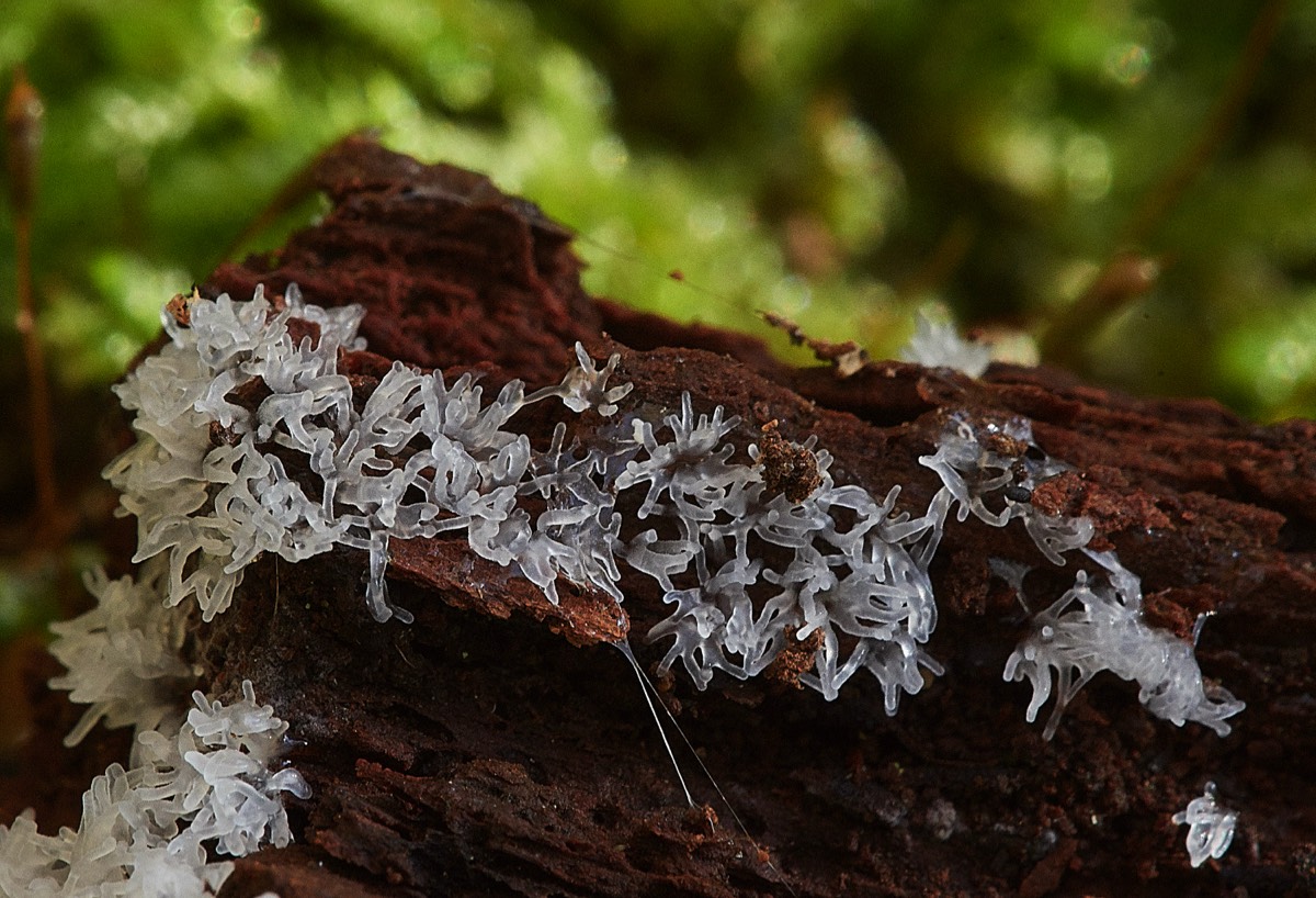 Slime Mold Sp - Guybon