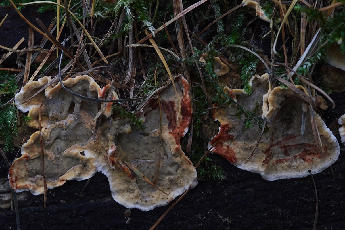 Bleeding Crust Fungus - Guybon