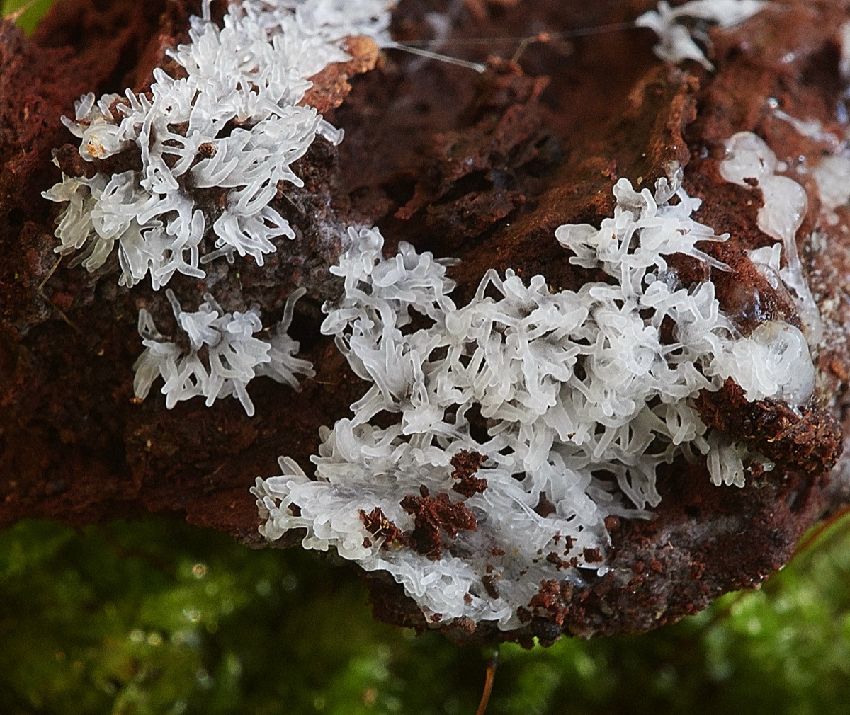 Slime Mold Sp - Guybon