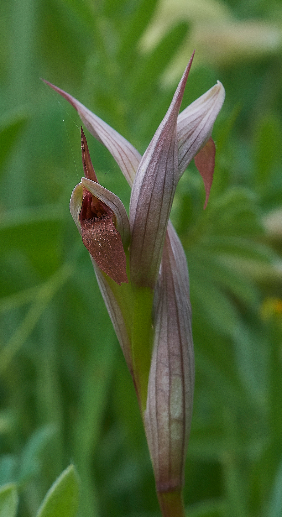 Asklippio-LaermaRdSerapiasparviflora0418-4