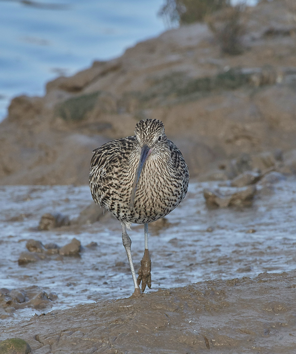 Curlew260118-1