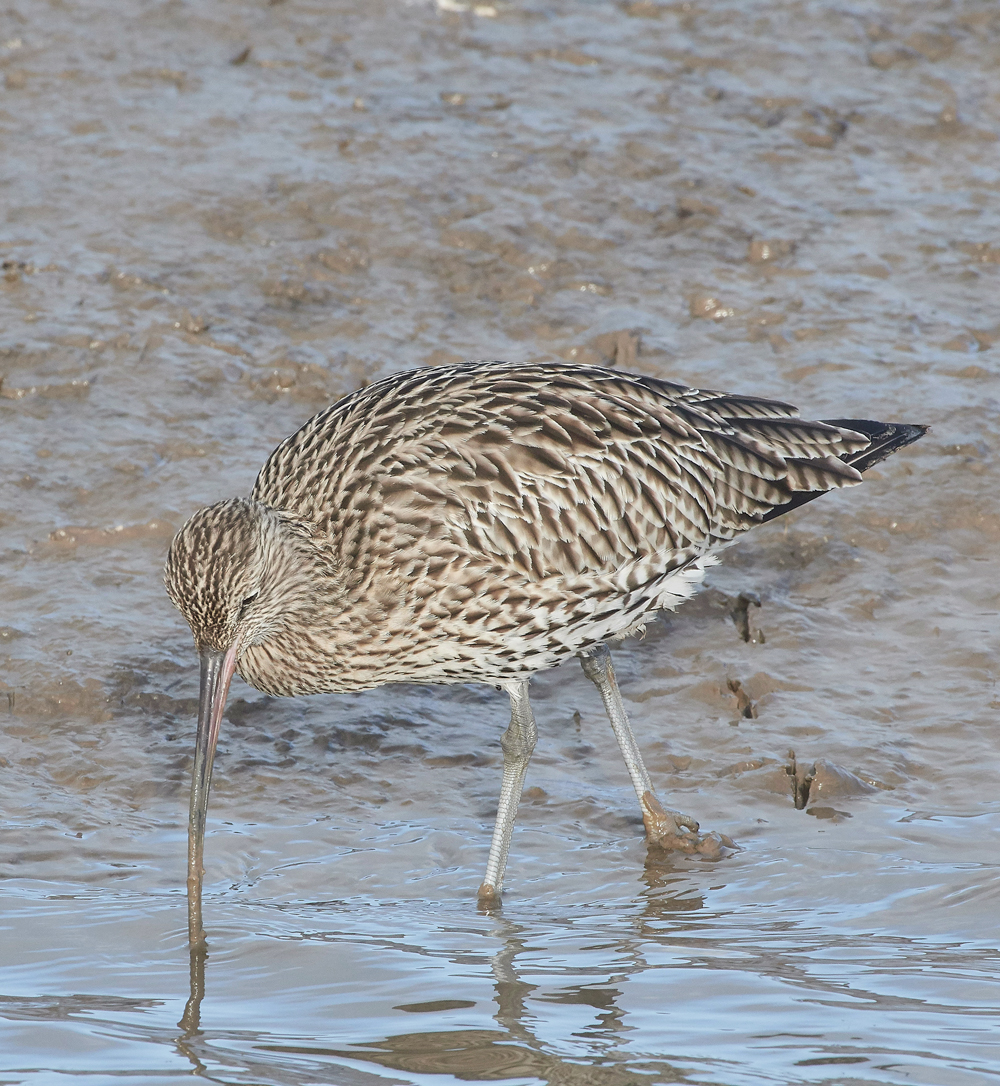 Curlew260118-2