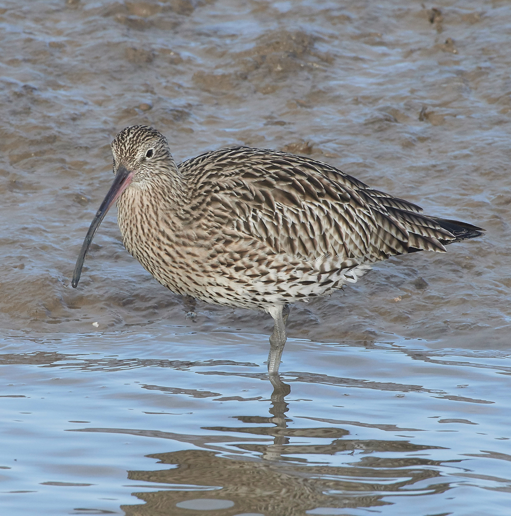 Curlew260118-3
