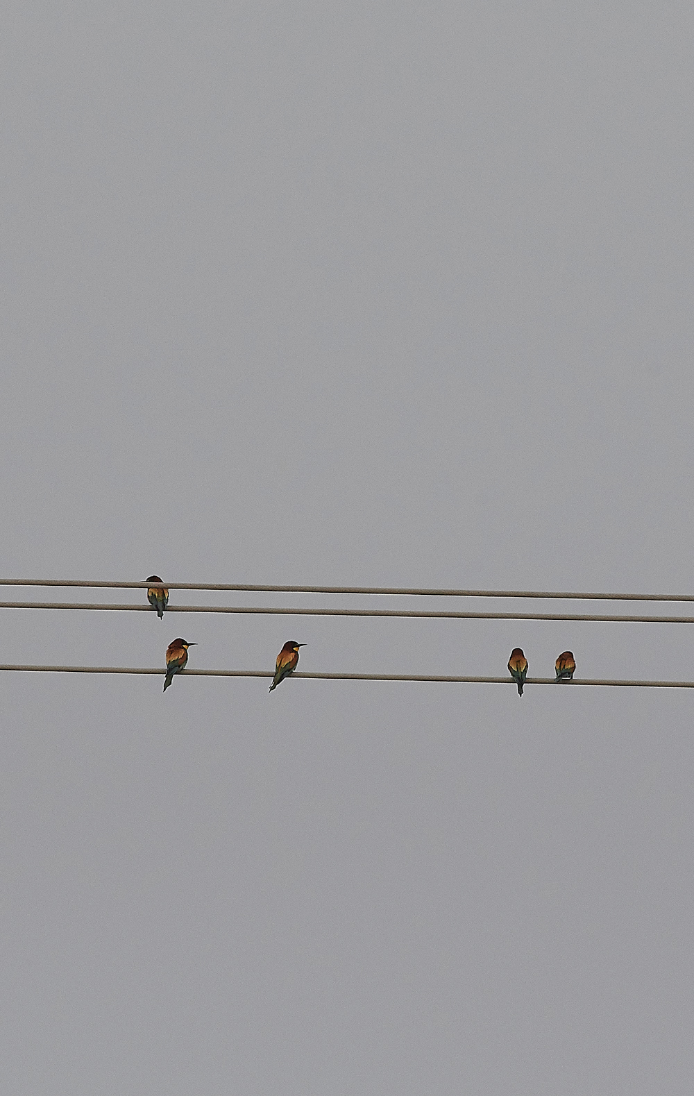 GRBee-eater0418-1