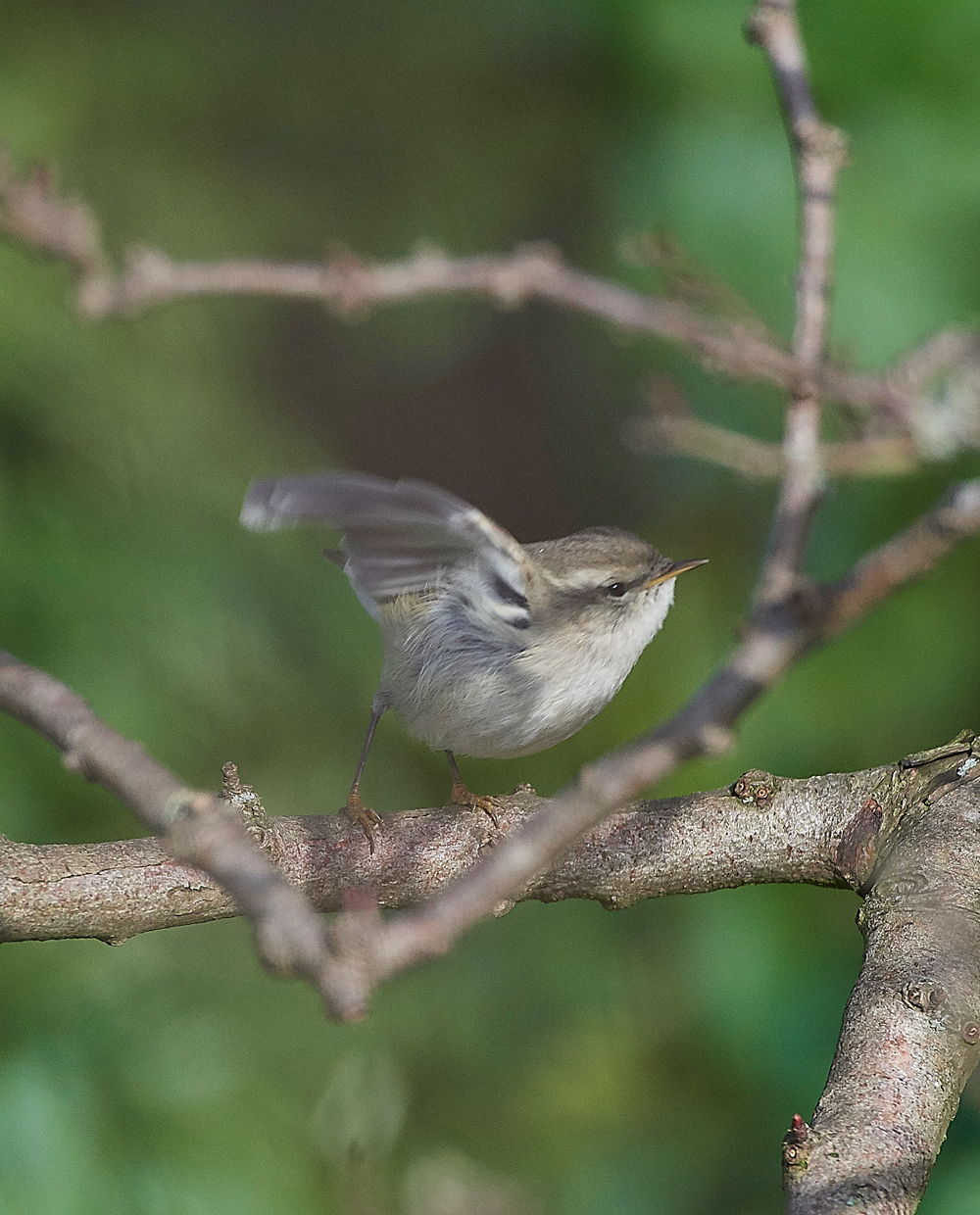 HumesLeafWarbler190118-1a