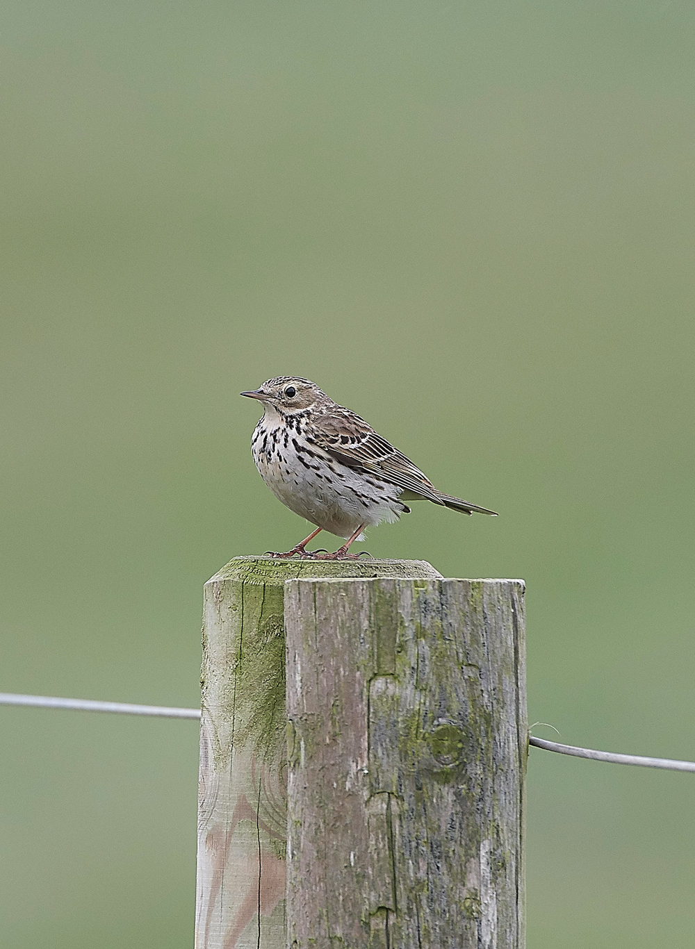 MeadowPipit270418-1