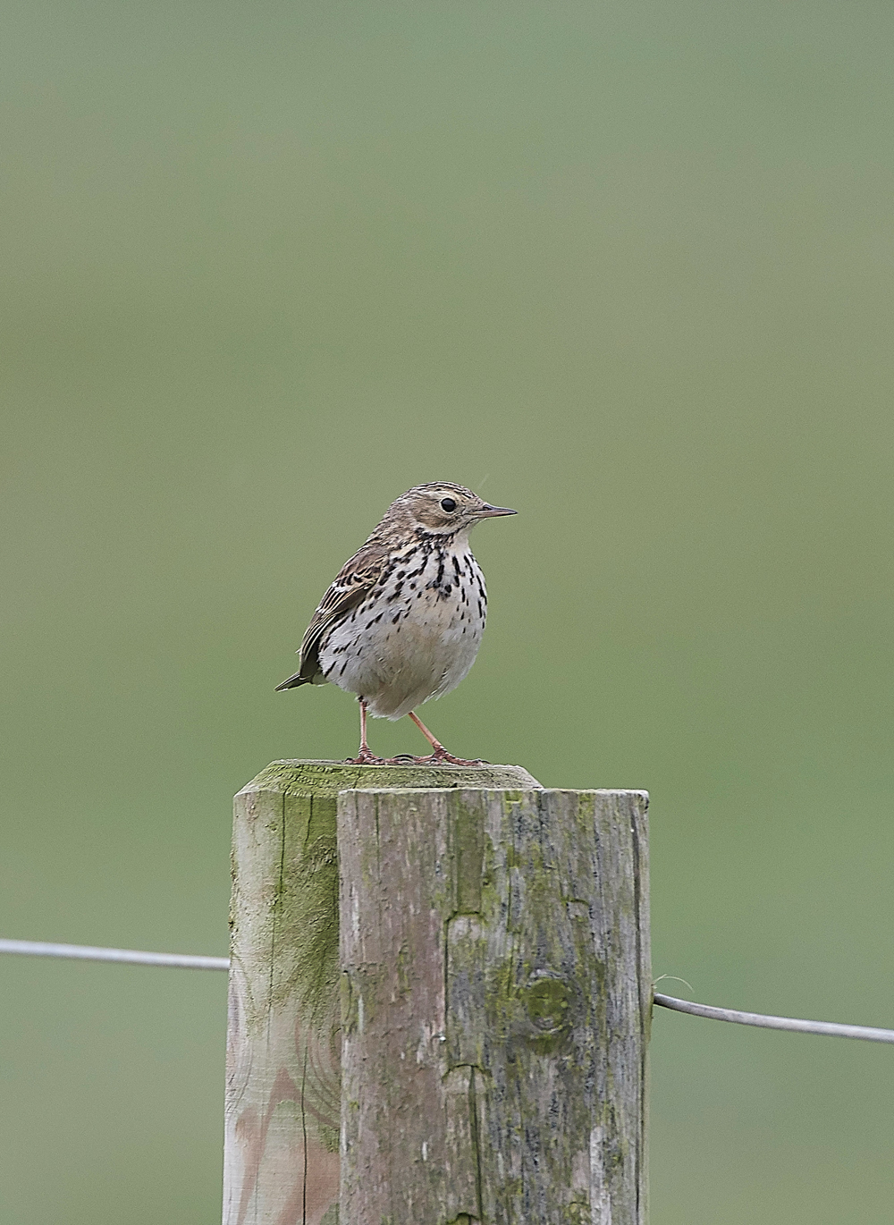 MeadowPipit270418-2