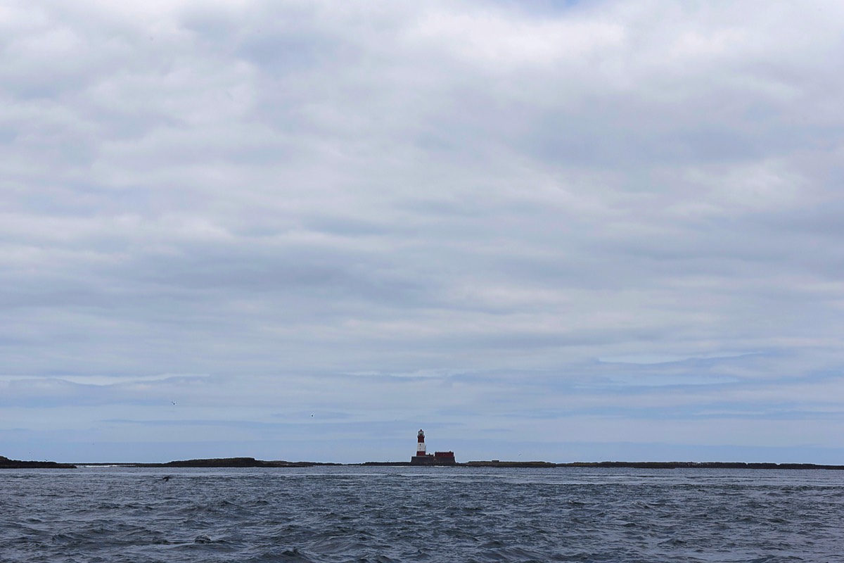 Farne Islands - Northumberland 13/06/19
