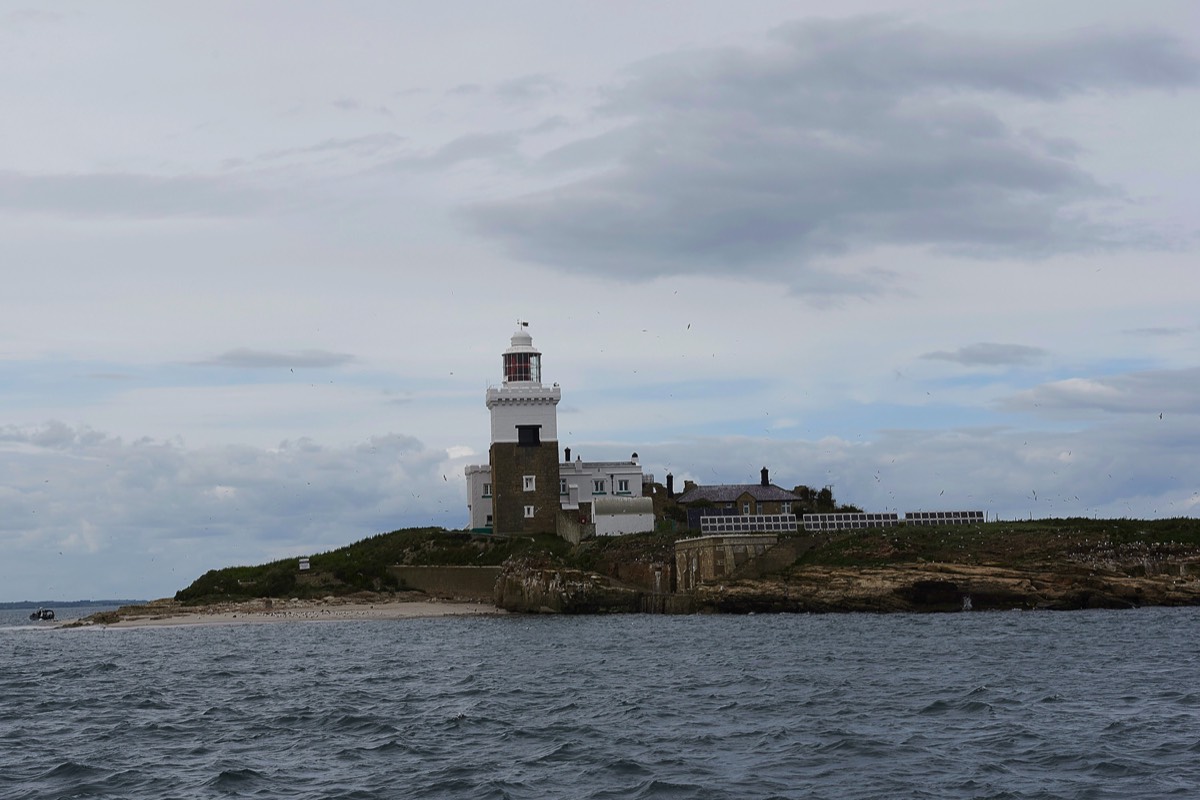 Coquet Island - Northumberland  14/06/18