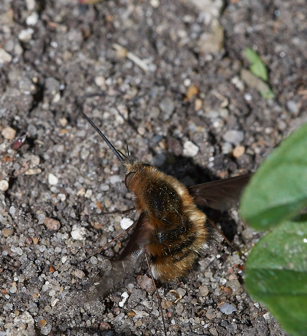BeeFly070518-12