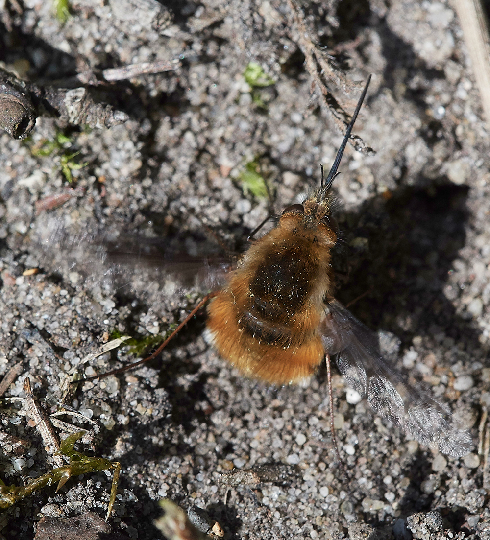 BeeFly070518-13