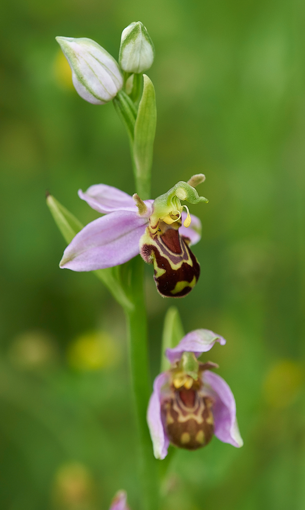 BeeOrchid190618-1