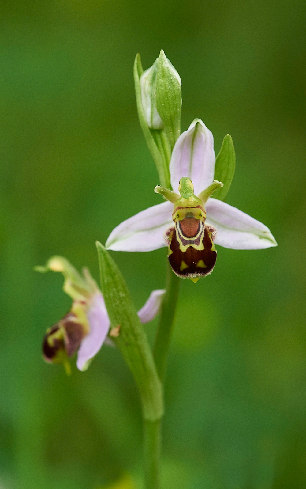 BeeOrchid190618-11