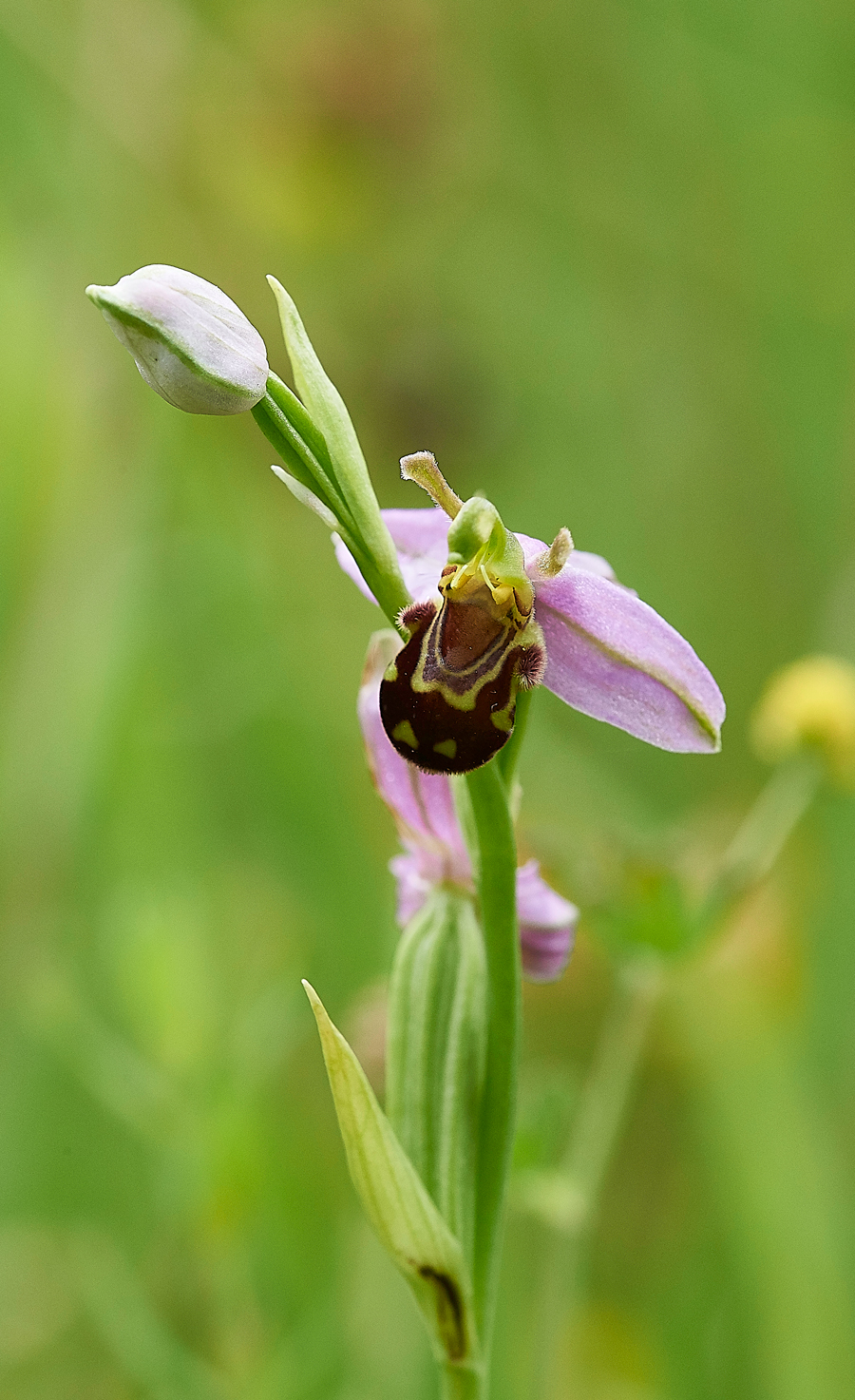 BeeOrchid190618-3