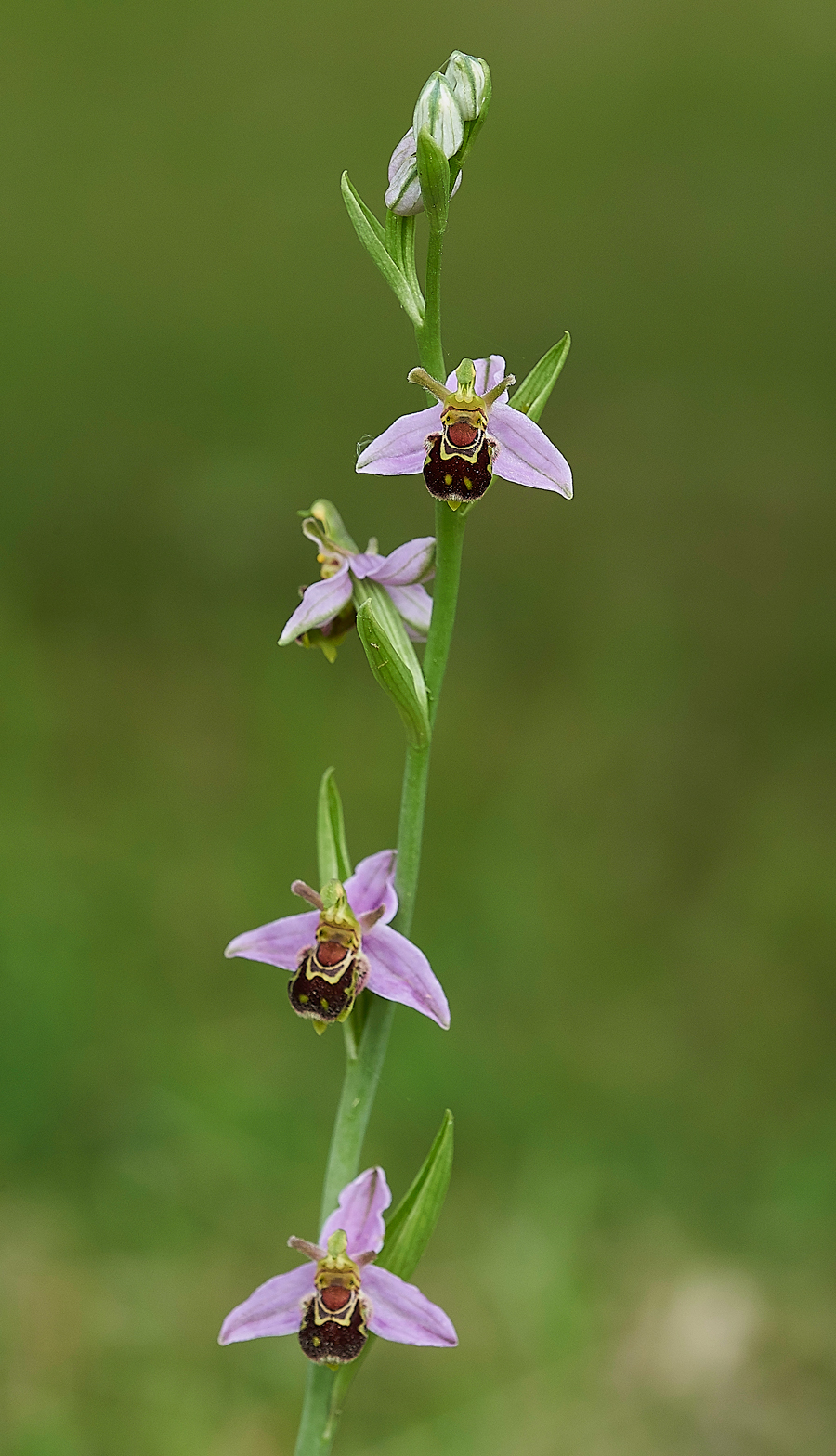 BeeOrchid190618-5